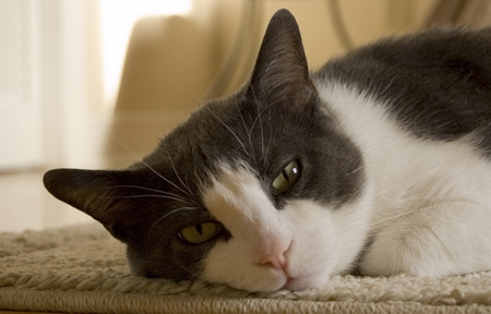 cat on carpet